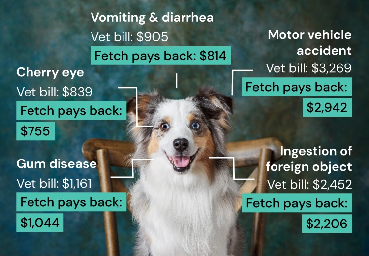 Dog Insurance by Fetch® Canada's Best Pet Insurance